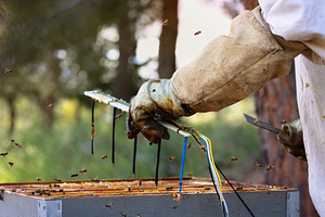 Beekeeper Manipulating Sensors in a, a Technology Photo by Perpis