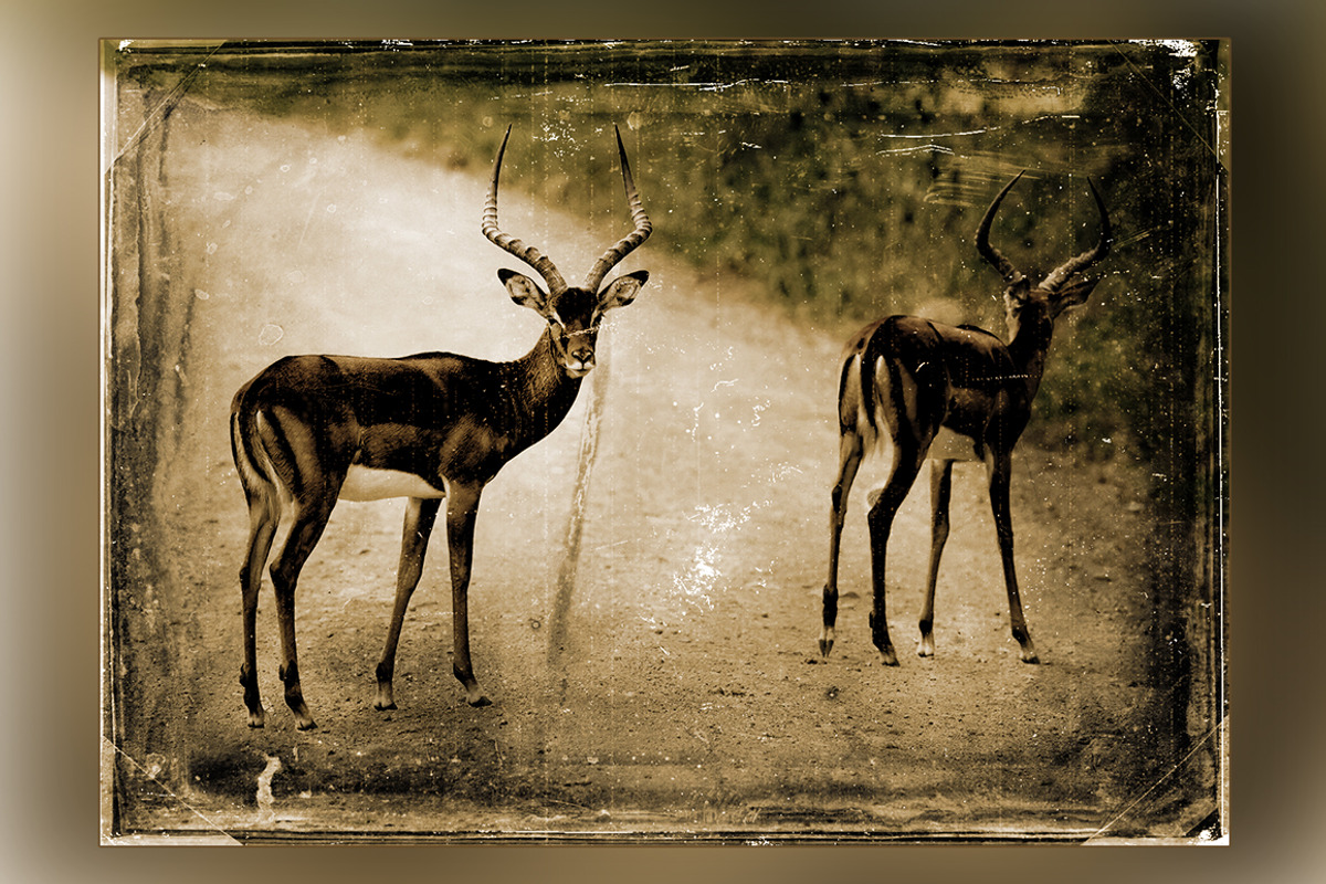 Aged Antique Photoshop Action, an Action Add-On by designvillage (Photo 9 of 12)