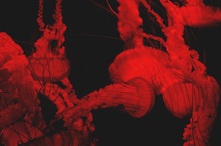 Blood red jellyfish featuring blood, red, and jellyfish preview 6