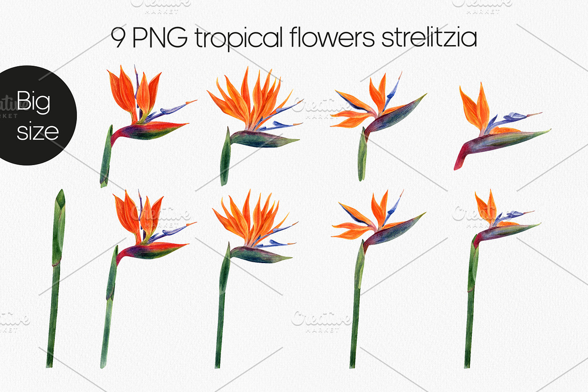 Strelitzia Tropical Watercolor PNG, a Decorative Illustration by Anntre (Photo 2 of 6)