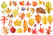 Harvest Thanksgiving fall clipart, a Decorative Illustration by Hanna Hryharenka (Thumbnail 7 of 20)
