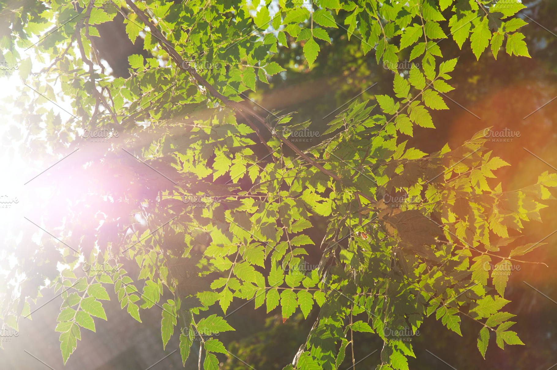 Bright Leaves