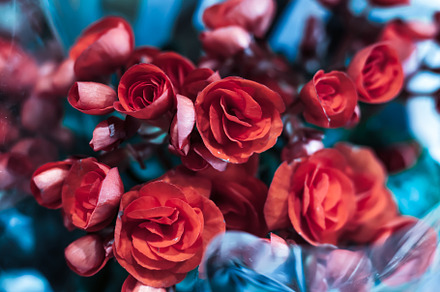 Red roses containing beautiful, beauty, and bloom, a Nature Photo by AMMi
