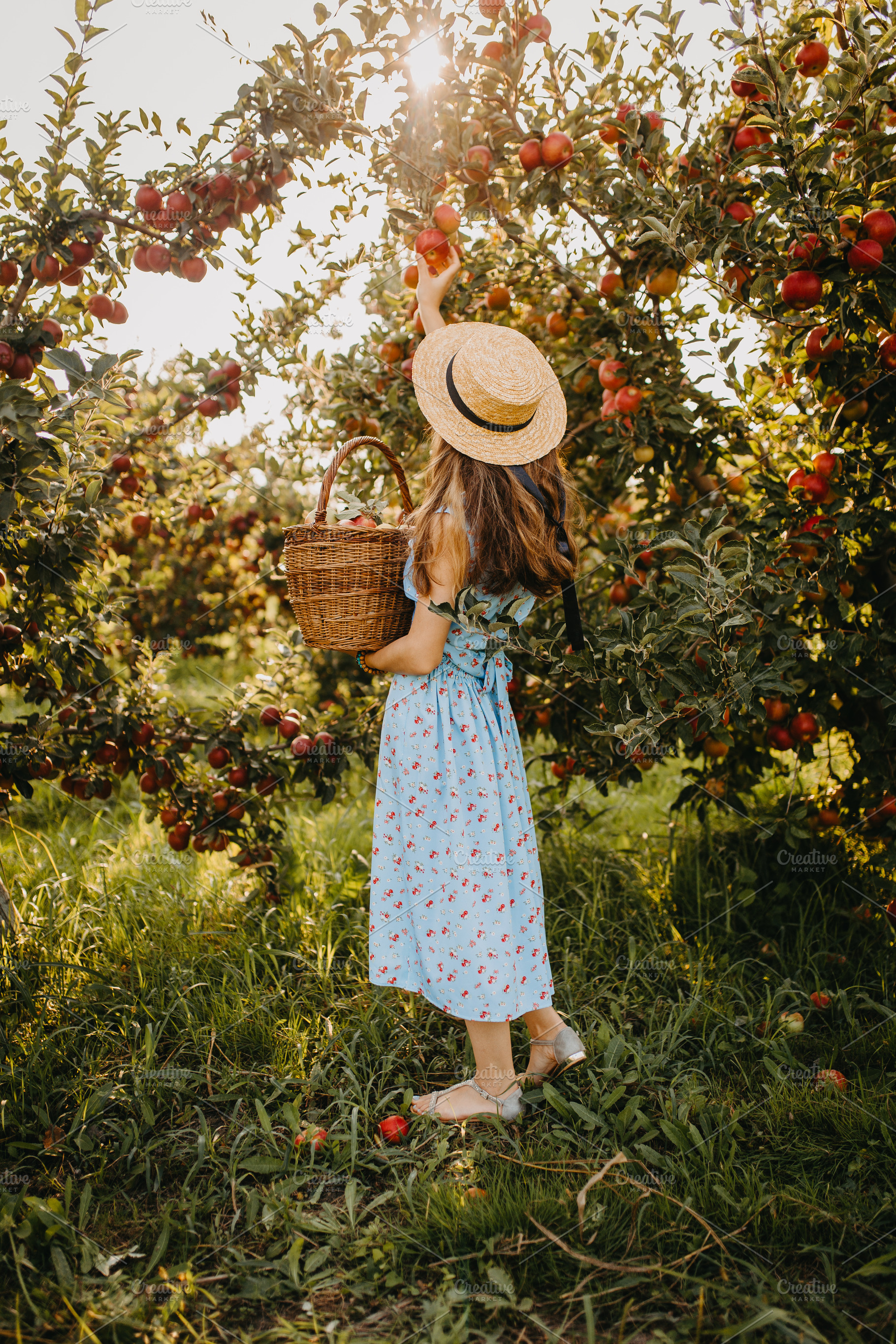 A girl picking apples in an orchard, a Nature Photo by Fargana