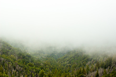 Morning Forrest Fog