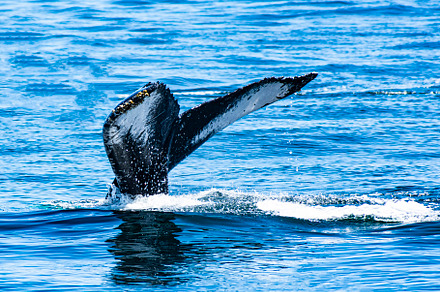 Tail of Humpback Whale