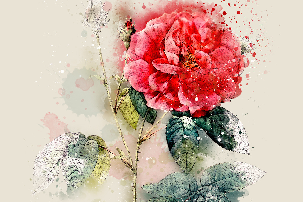 Watercolor Roses Vintage Overlays, an Illustration by ephemoire (Photo 5 of 8)