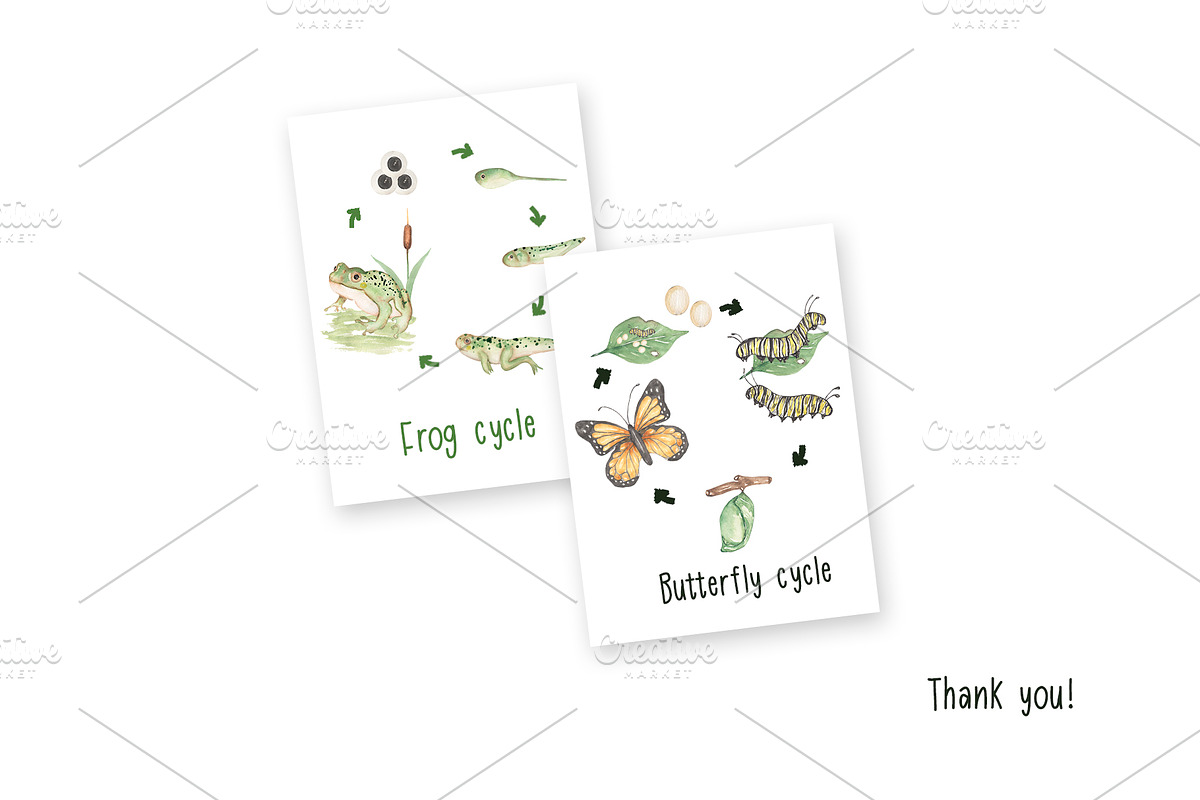 Watercolor Life Cycle Set, an Education Illustration by MayaNavits (Photo 5 of 5)