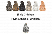 Chicken Breeds Clipart, an Animal Illustration by ColorfulPT (Thumbnail 2 of 7)