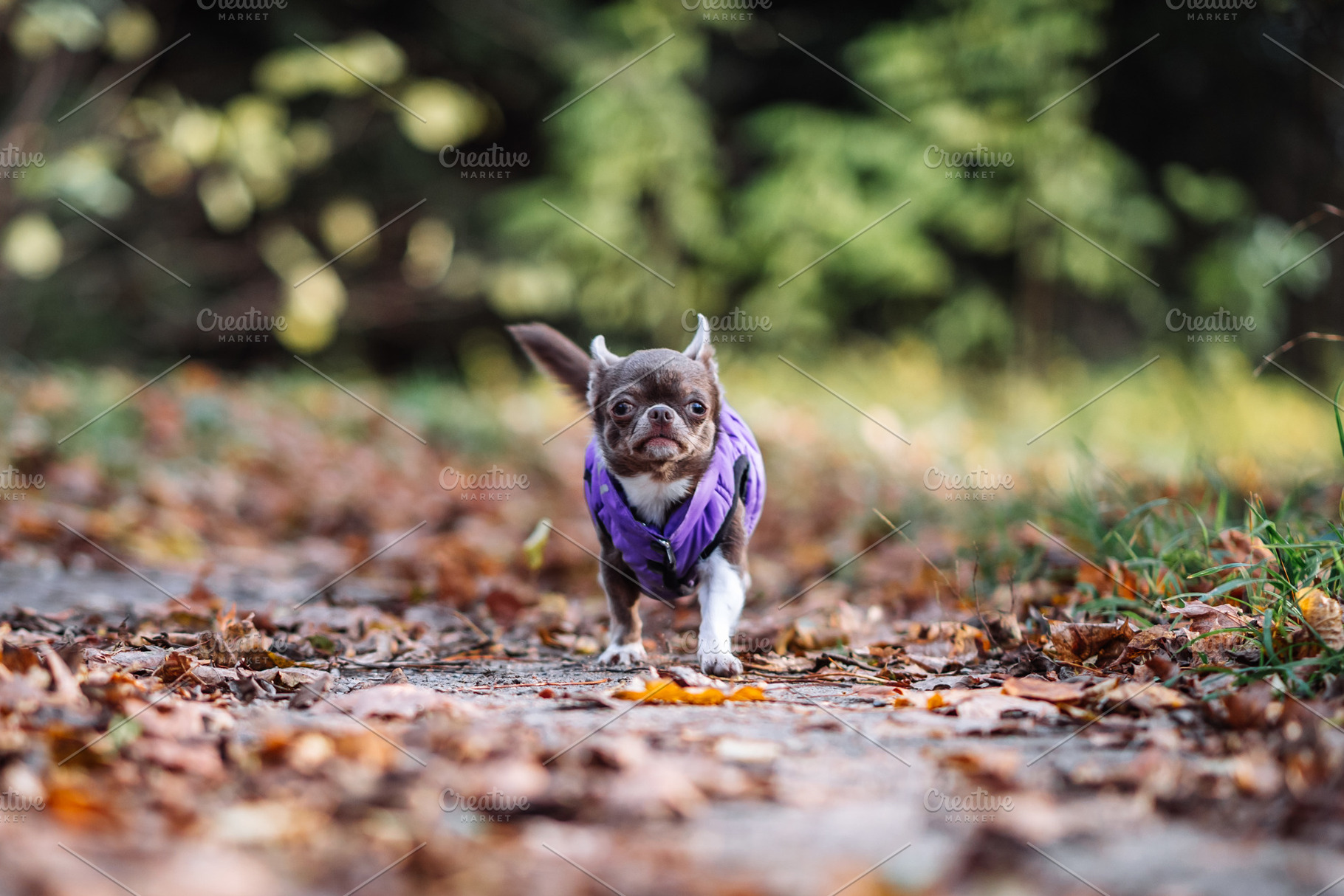 Chihuahua Dog Walking on Autumn Forest Path, an Animal Photo by Red Hot Chili Pepper Shop