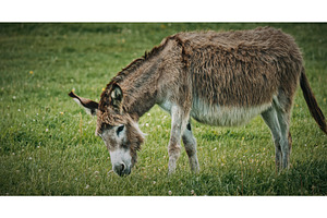 Quiet Donkey Grazing in Lush Green, an Animal Photo by Our Amazing World