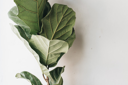 Exotic plant stock photo containing background and beauty, a Nature Photo by Floral Deco