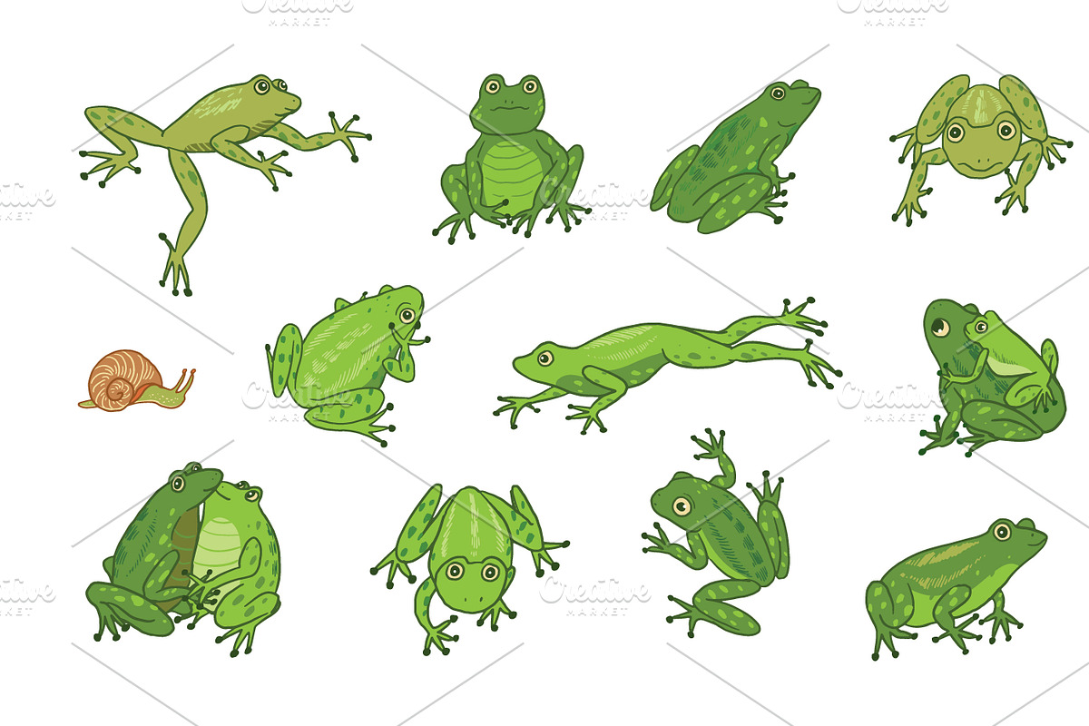 16 Frogs, an Animal Illustration by GooseFrol (Photo 2 of 11)