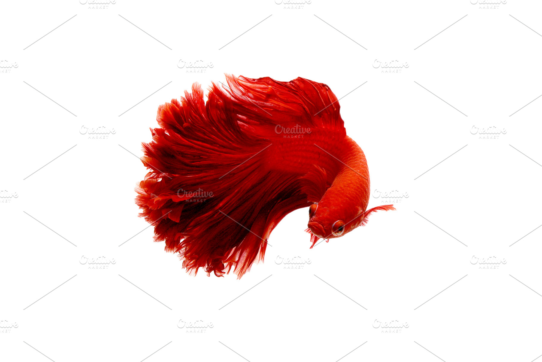 Red  color of siamese fighting fish featuring colors, half moon, and koi, an Animal Photo by coffeelover