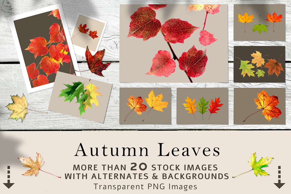 Hi-Res Transparent Autumn Leaves Set, a Background Photo by RSQB (Photo 1 of 2)