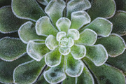 Succulents bundle featuring succulent, green, and plant, a Nature Photo by HG Photography (Thumbnail 6 of 6)