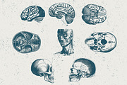 96 Anatomy Vector Illustrations, an Illustration by TheBlackPixelCo (Thumbnail 2 of 5)