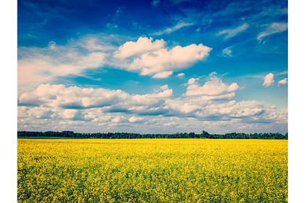 Spring summer background - canola, a Nature Photo by f9photos