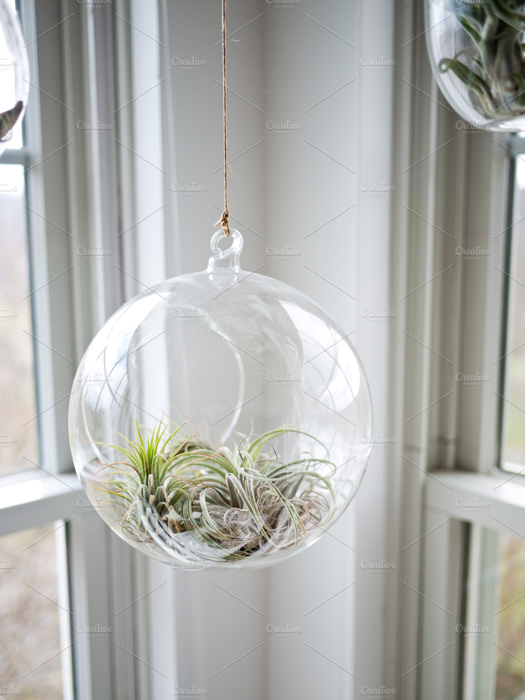 Air Plant Globe, a Business Photo by ugmonk