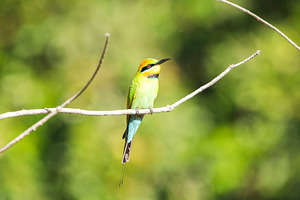 Rainbow Bee-eater