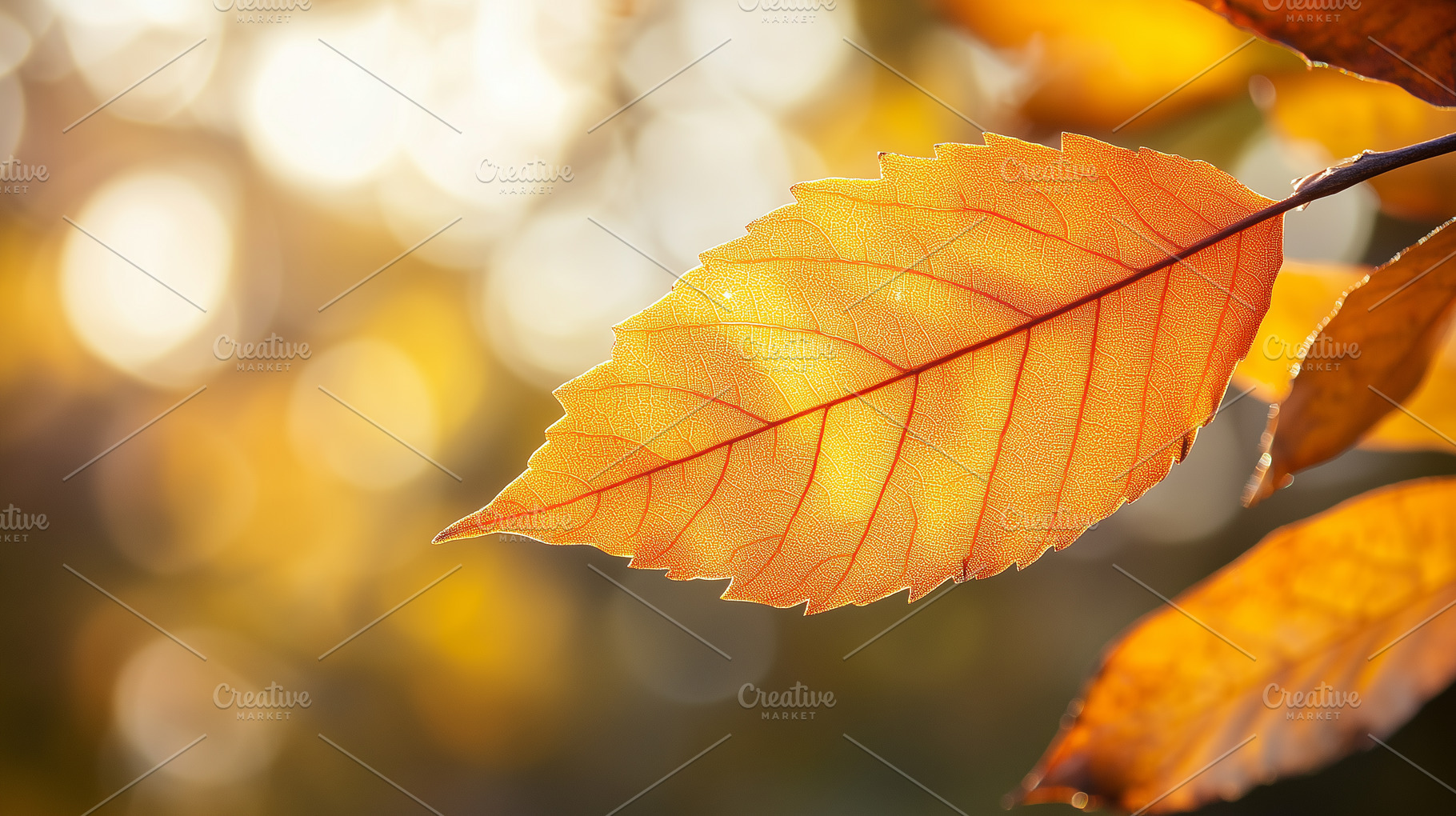 Orange autumn leaf against blurred, a Nature Photo by MistyDay