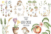 Watercolor Life Cycle Bundle, an Education Illustration by MayaNavits (Thumbnail 9 of 22)