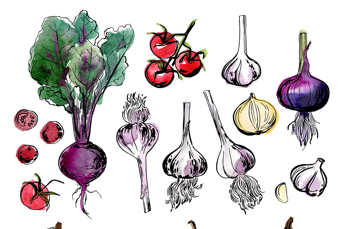 Vegetables vector sketch watercolor, a Food Illustration by irina.vaneeva (Photo 17 of 18)