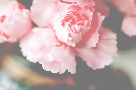 Pink flower featuring carnation, pink, and flower