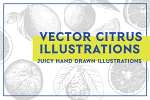 Vector Citrus Illustrations