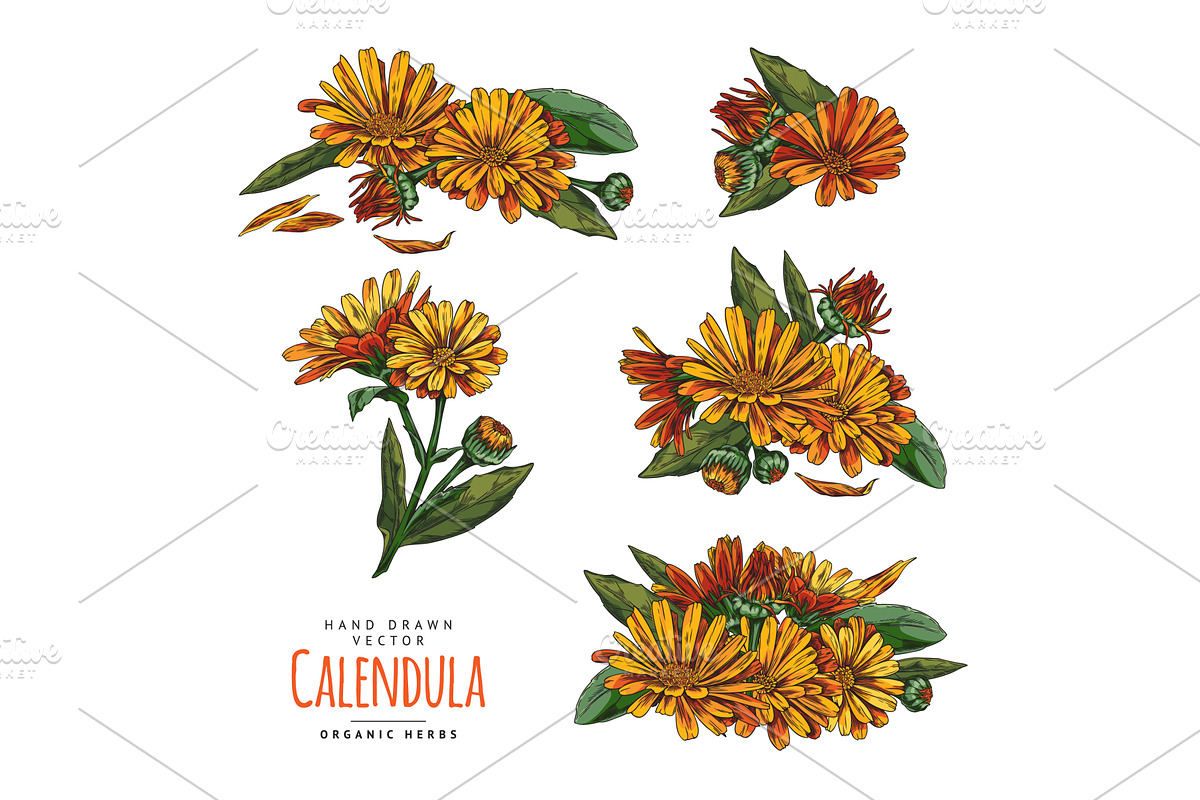 Calendula plant design elements, an Object Illustration by Sabelskaya