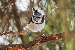 Crested Tit Bird Perched on Branch, an Animal Photo by Fascinadora