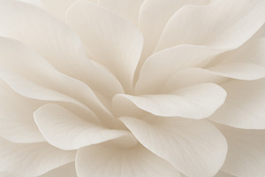 White flower petals creating soft layered texture, ideal for bac, a Photo by Dvoevnore photos