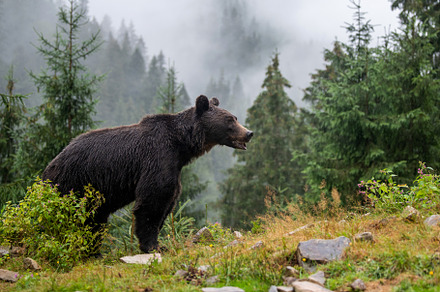 Wild Brown Bear in the summer forest. Animal in natural habitat., an Animal Photo by Byrdyak