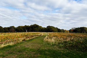 Open field path through autumn trees in London countryside landscape, a Nature Photo by AS photostudio