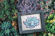 Succulents Watercolor clipart, an Illustration by BarvArt (Thumbnail 5 of 13)