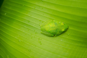 Green centrolenidae, glass frog resting on a leaf in the Amazon, an Animal Photo by GoodGoods
