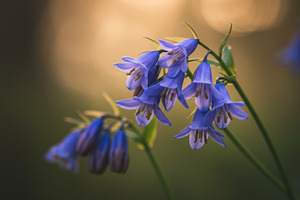Close-up of blooming bluebells in so, a Nature Photo by professorinc