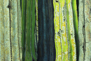 The skin of a cactus
