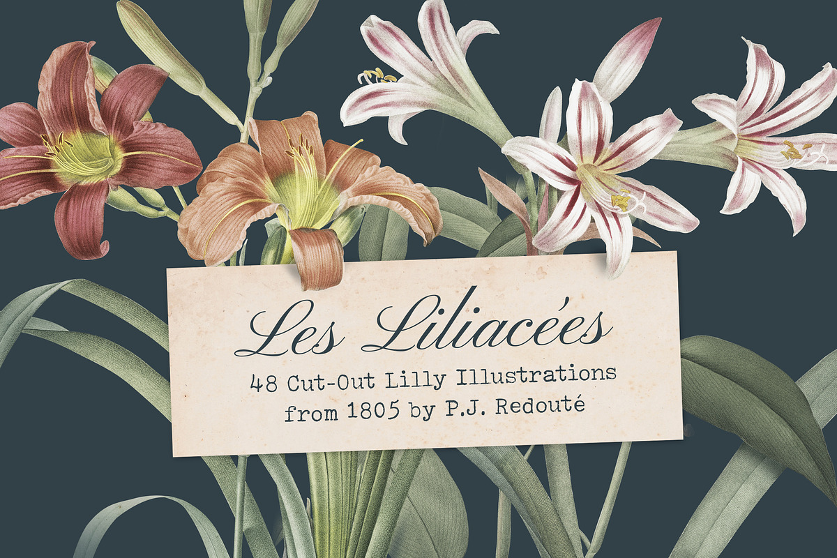 Les liliacees Flowers, an Illustration by Cody Dennison (Photo 1 of 5)