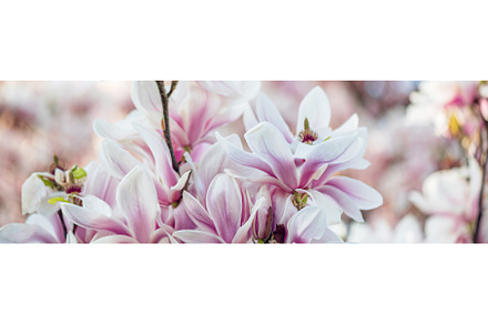 Apricot Leaf preview 3