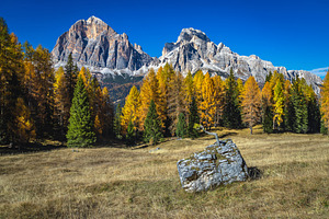 Autumn larch forest in Dolomites, a Nature Photo by Alpine Dreams
