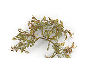Withered potato tuber 2, an Environmental 3D Model by AndrewWhite (Thumbnail 5 of 10)