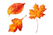 Watercolor autumn leaves clipart, a Seasonal Illustration by ArtfulStudio (Thumbnail 7 of 7)