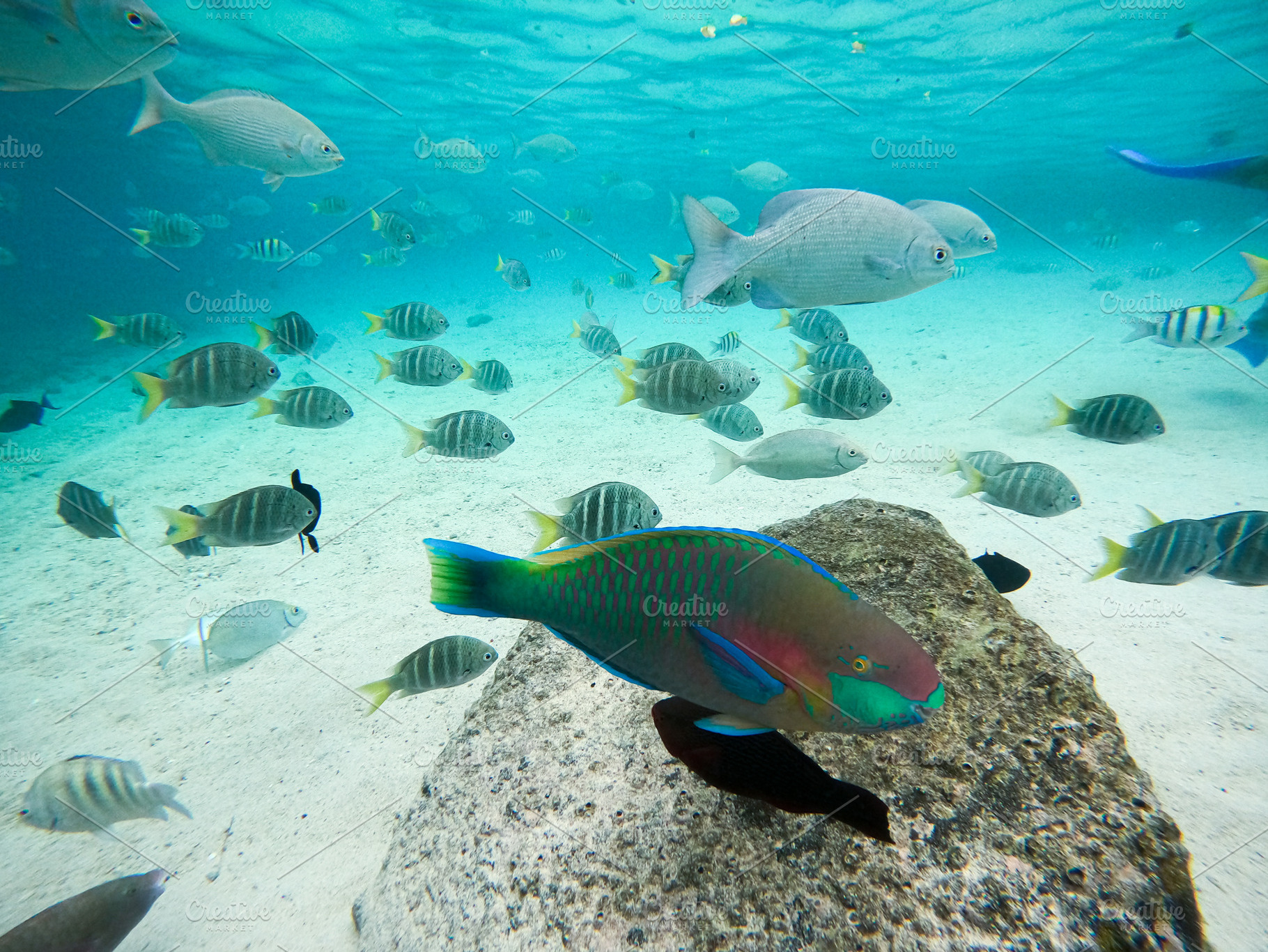 Colorful Reef Fish, an Animal Photo by bastera