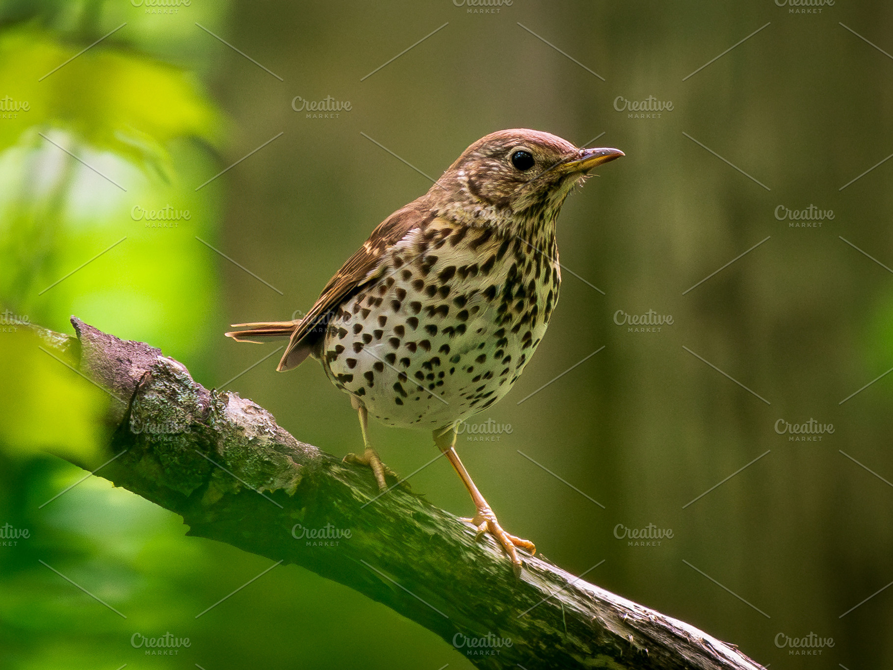 Song Thrush Perched on Branch Closeu, an Animal Photo by Fascinadora