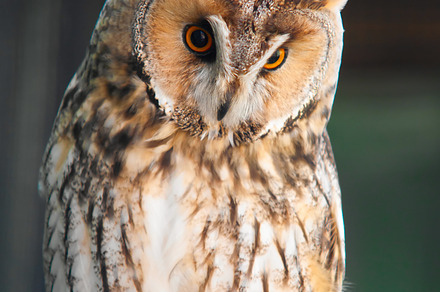 Longeared owl featuring animal, asio otus, and bird, an Animal Photo by sergeypeterman