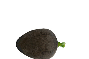 Sprout Of Coconut 1