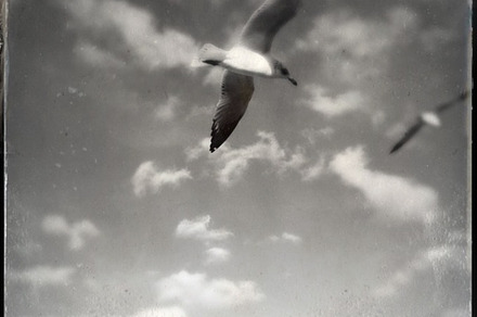 Seagulls 2