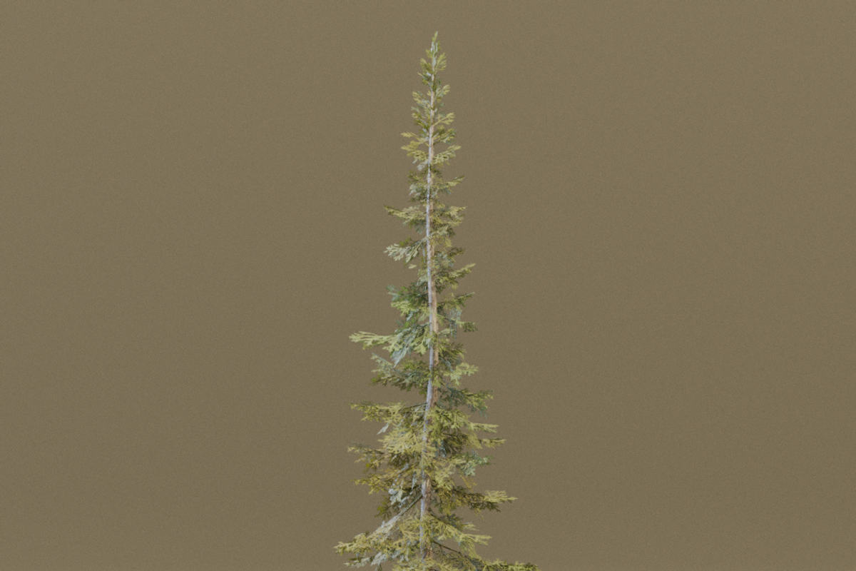 The Sabalpine Fir Tree, a Plants & Tree 3D Model by FuturePastCreatives (Photo 5 of 6)
