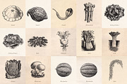 Vintage Fruit Vegetables & Flowers, an Object Graphic by Eclectic Anthology (Thumbnail 4 of 11)